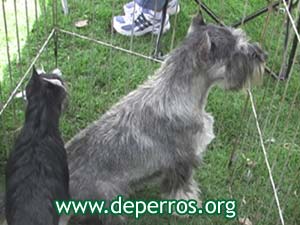 schnauzer estndar y miniatura