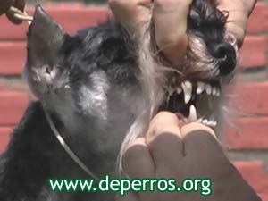 Dientes de schnauzer miniatura