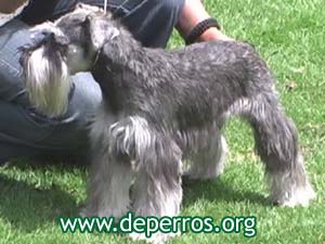 Schnauzer miniatura posando