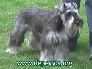 Schnauzer miniatura parado