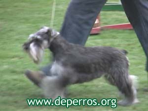 schnauzer miniatura en movimiento
