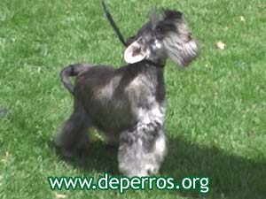 cachorro schnauzer miniatura
