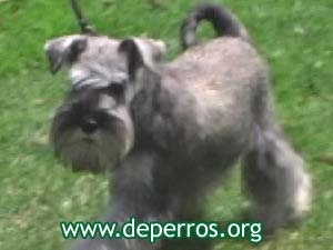 cachorro schnauzer miniatura