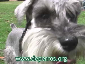 schnauzer miniatura en primer plano