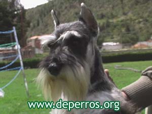 schnauzer miniatura con orejas cortadas