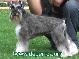 schnauzer miniatura con cola amputada