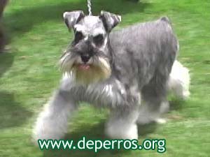 schnauzer miniatura con cola amputada