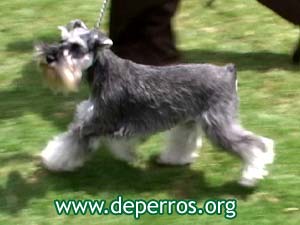 schnauzer miniatura con cola cortada