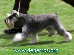 schnauzer miniatura trotando