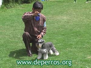 schnauzer miniatura y su gua