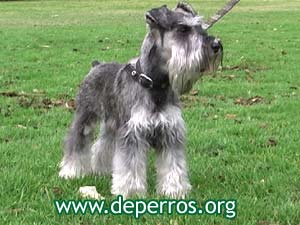 schnauzer miniatura parado