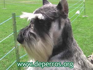 perfil de cabeza de schnauzer miniatura