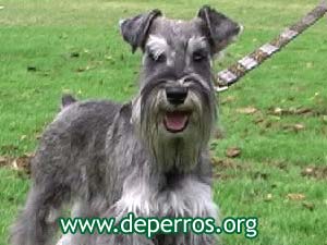 schnauzer miniatura
