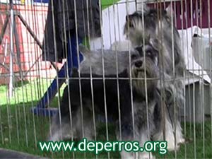 Schnauzer miniatura y schnauzer est�ndar