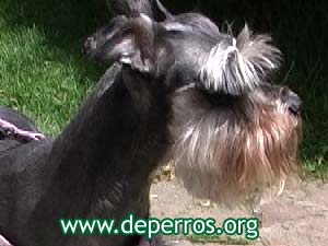 Perfil de la cabeza del schnauzer miniatura
