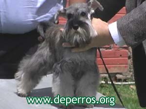 Schnauzer minitura sobre la mesa de revisin