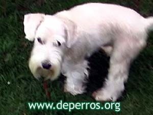 Schnauzer miniatura blanco