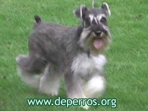 Schnauzer miniatura trotando