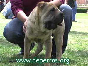 shar pei macho