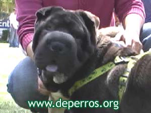 shar pei hembra