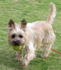 Cairn terrier