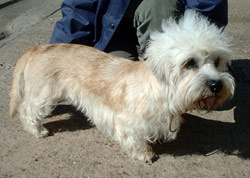 Dandie dinmont terrier