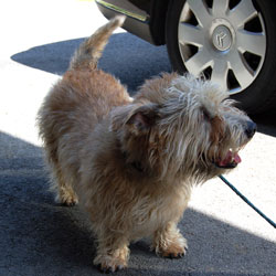 Irish Glen of Imaal Terrier
