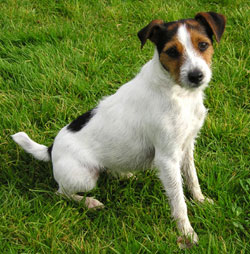 Parson Russell terrier