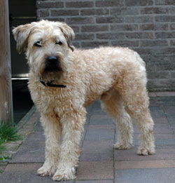 Irish soft coated wheaten terrier