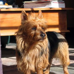 Terrier australiano