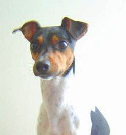 Terrier brasilero