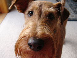 Terrier irlandés