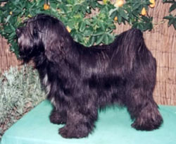 Terrier tibetano