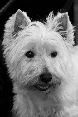 West highland white terrier