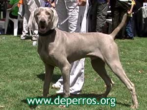 perro weimaraner