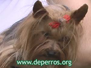 yorkshire terrier hembra