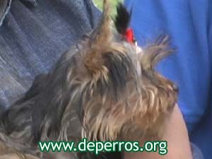 cachorro yorkshire terrier